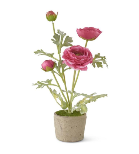 14.75" RANUNCULUS IN CLAY POT